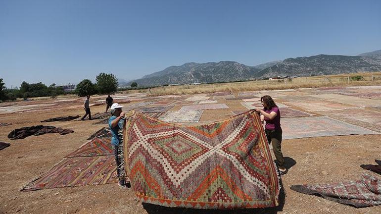 Antalyada hasat bitti halılar serildi Halı tarlaları aylarca böyle kalacak