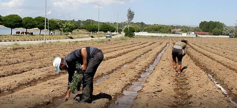 Dünyada sadece Türkiyenin tek bir ilçesine özgü Ekimine başlandı, yetiştikten sonra devasa büyüklüğe ulaşıyor