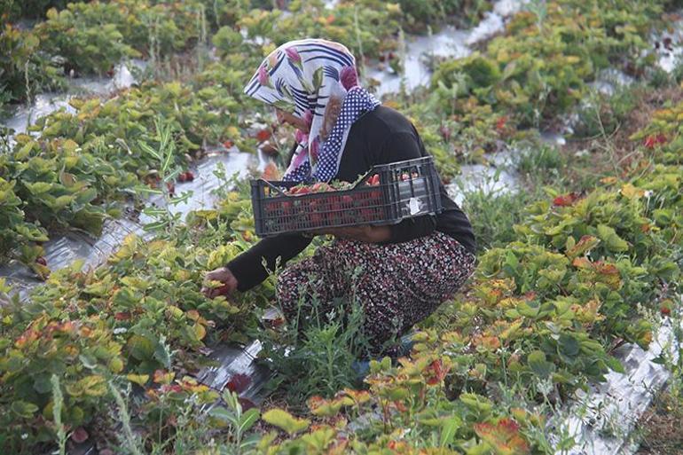 Hüyükün kırmızı elmasında hasat başladı Çiftçi fiyattan memnun