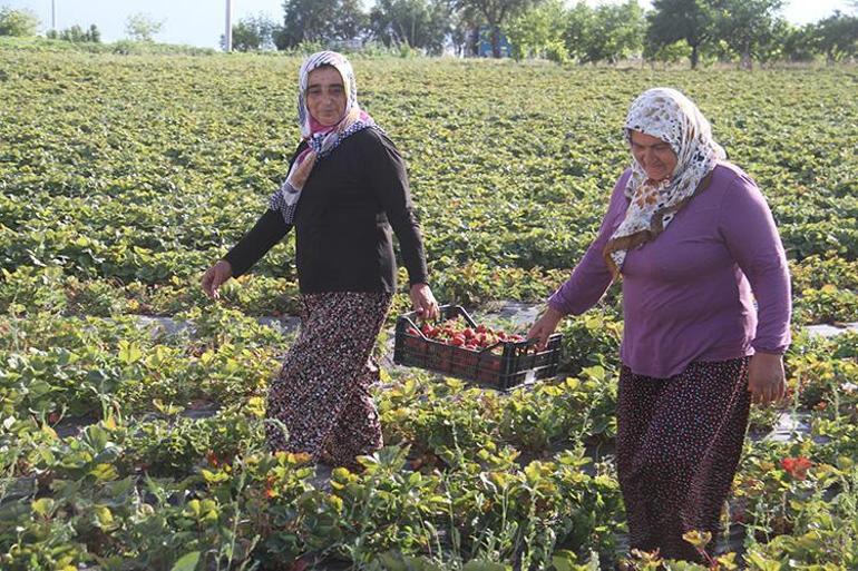 Hüyükün kırmızı elmasında hasat başladı Çiftçi fiyattan memnun