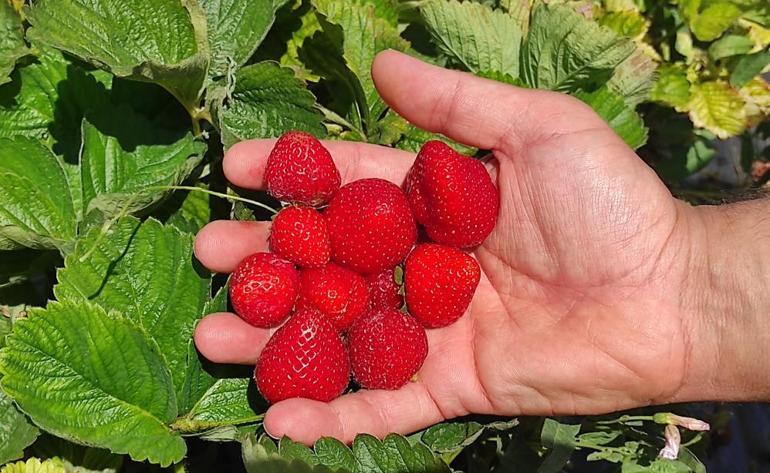 Hüyükün kırmızı elmasında hasat başladı Çiftçi fiyattan memnun