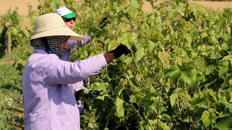 Tekirdağda kadınlar bahçeye girdi hasat başladı Meyvesinden ayrı yaprağından ayrı para kazanıyorlar