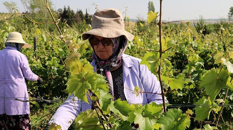 Tekirdağda kadınlar bahçeye girdi hasat başladı Meyvesinden ayrı yaprağından ayrı para kazanıyorlar