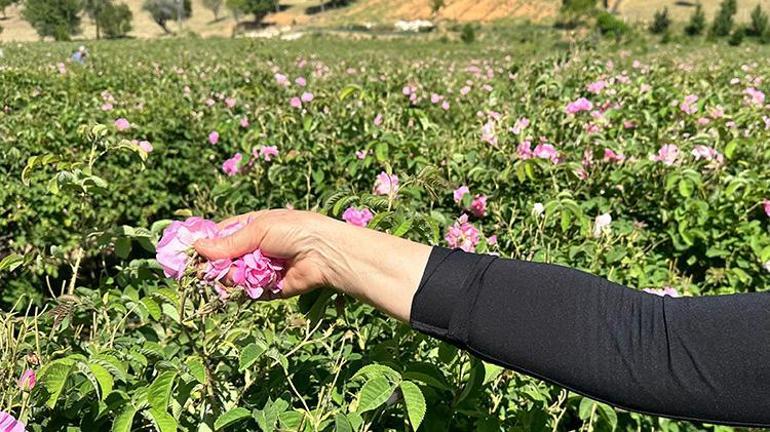 Dünya üretiminin yüzde 65i buradan karşılanıyor Tek bir damlası altın değerinde: Hasat başladı