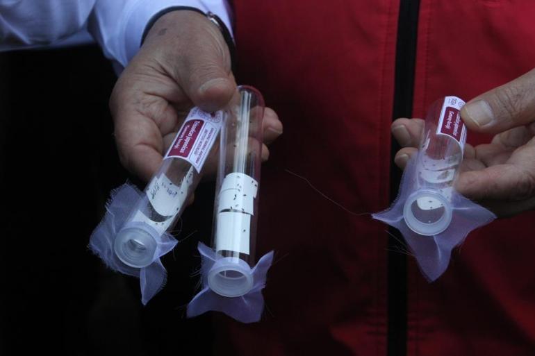 Tarım ürünlerine büyük zarar veriyor Bu böceğin çaresi başka bir böcek