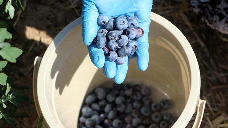 Edirneye taşındı, arazi satın alıp üretime başladı Şimdi hasat başladı; Çiftçiye en iyi gelir getiren ürün