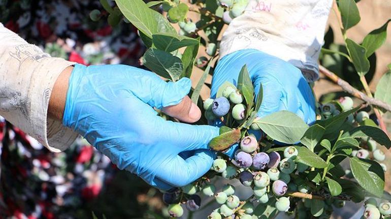 Edirneye taşındı, arazi satın alıp üretime başladı Şimdi hasat başladı; Çiftçiye en iyi gelir getiren ürün
