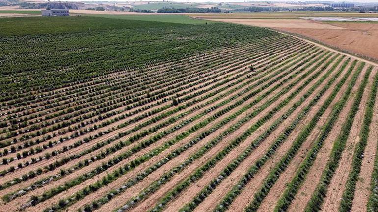 Edirneye taşındı, arazi satın alıp üretime başladı Şimdi hasat başladı; Çiftçiye en iyi gelir getiren ürün