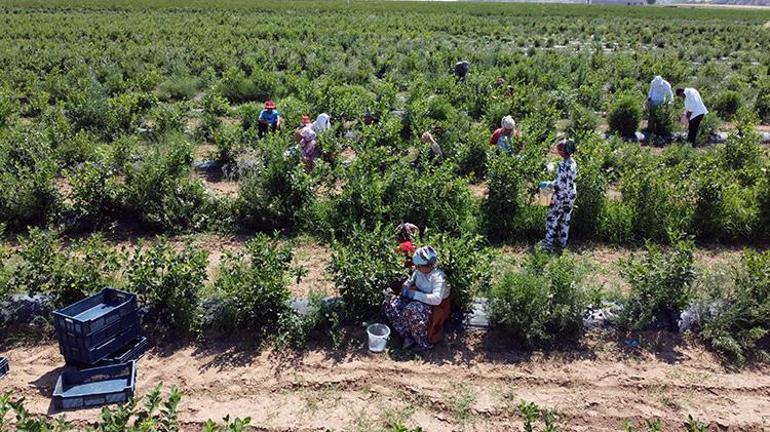 Edirneye taşındı, arazi satın alıp üretime başladı Şimdi hasat başladı; Çiftçiye en iyi gelir getiren ürün