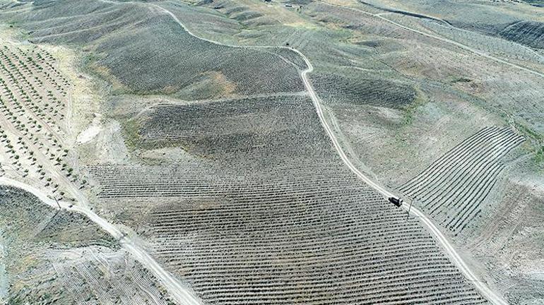 Malatyalı çiftçi kayısıya alternatif bir ürün buldu Yağı, suyu, posası her şeyi para ediyor