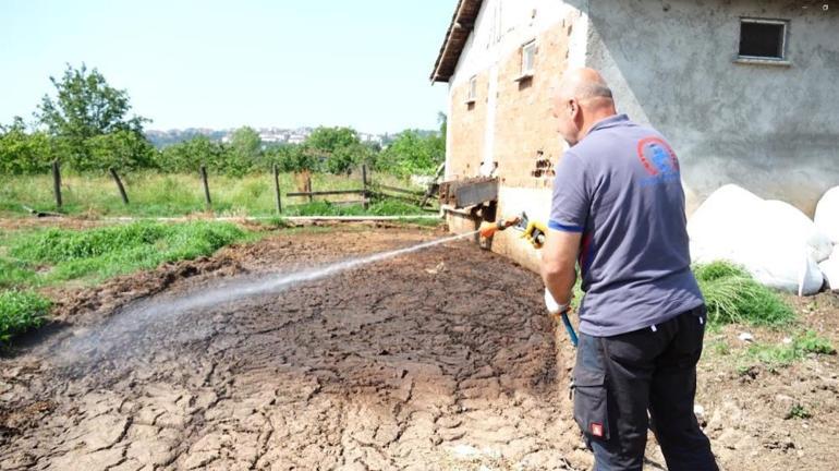 Yazın gelmesiyle tavan yaptı Düzcede sivrisinek uyarısı: 1 bardak su yeterli