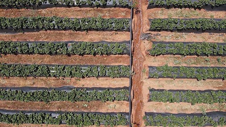 Muğlada devlet hibe verdi proje başladı Hasat vaktinde çiftçi para kazanmaya başladı