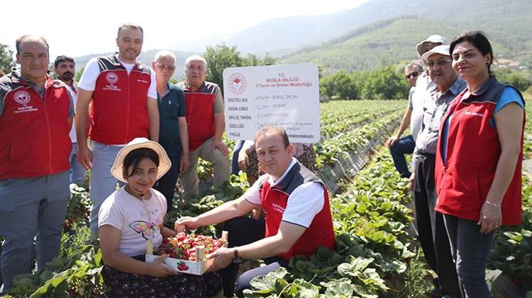 Muğlada devlet hibe verdi proje başladı Hasat vaktinde çiftçi para kazanmaya başladı