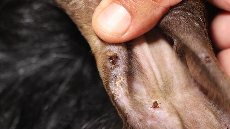 Yaz geldi, kene tehlikesi arttı Sakın çıplak elle dokunmayın Bu detayları bilmiyorsanız çok geç olabilir