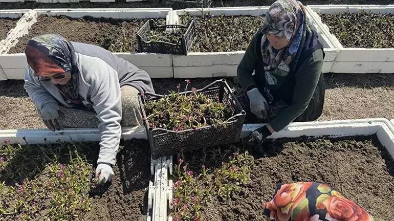 Samsundan tüm Türkiyeye yayıldı Özel izinle üretiliyor, tek yanlış yok ediyor, kilosu 4.000 TL