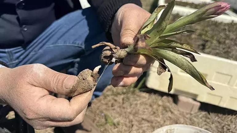 Samsundan tüm Türkiyeye yayıldı Özel izinle üretiliyor, tek yanlış yok ediyor, kilosu 4.000 TL