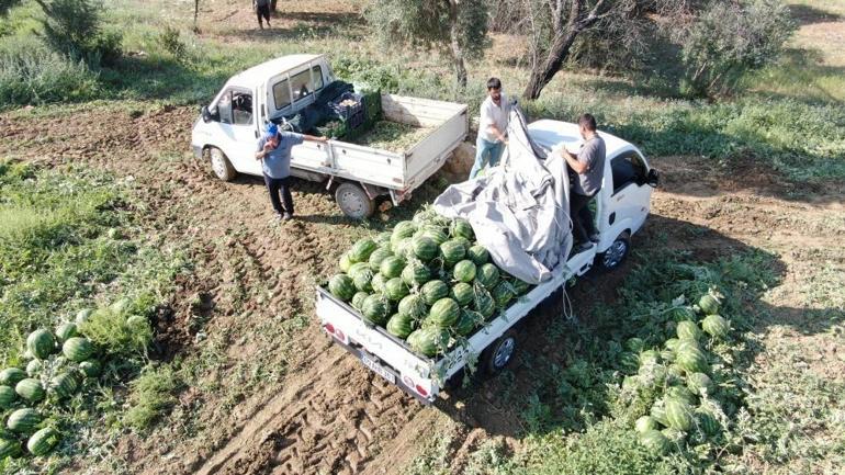 Bu karpuzu alabilmek için tarladan çıkmadan sıraya giriyorlar Çukurovadan sonra Aydın geliyor, üretici taleplere yetişemiyor