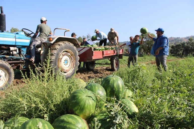 Bu karpuzu alabilmek için tarladan çıkmadan sıraya giriyorlar Çukurovadan sonra Aydın geliyor, üretici taleplere yetişemiyor