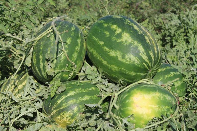 Bu karpuzu alabilmek için tarladan çıkmadan sıraya giriyorlar Çukurovadan sonra Aydın geliyor, üretici taleplere yetişemiyor