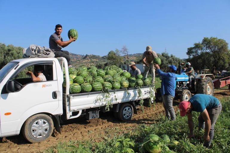 Bu karpuzu alabilmek için tarladan çıkmadan sıraya giriyorlar Çukurovadan sonra Aydın geliyor, üretici taleplere yetişemiyor