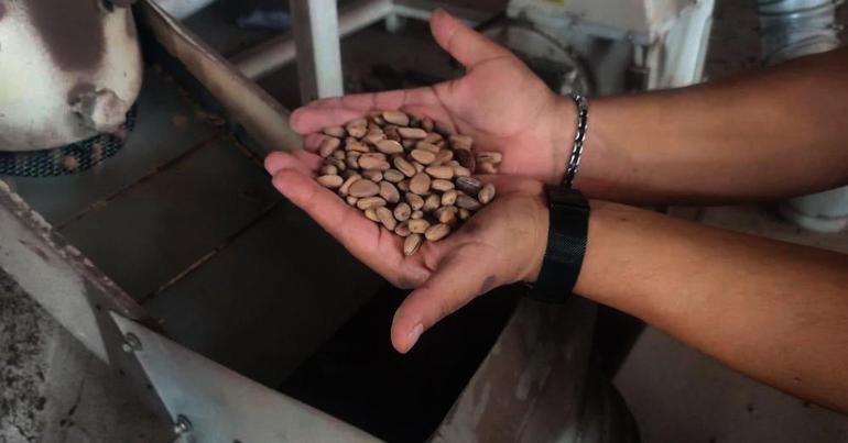 Zeytin ve İncirin yanına bir yenisi eklendi: Aydının Çam Fıstığı dünya markası olma yolunda AB tesciliyle sofralarda yerini alacak