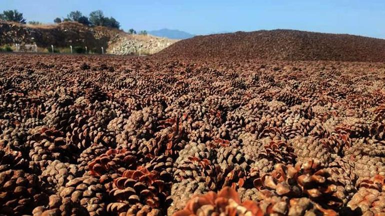 Zeytin ve İncirin yanına bir yenisi eklendi: Aydının Çam Fıstığı dünya markası olma yolunda AB tesciliyle sofralarda yerini alacak
