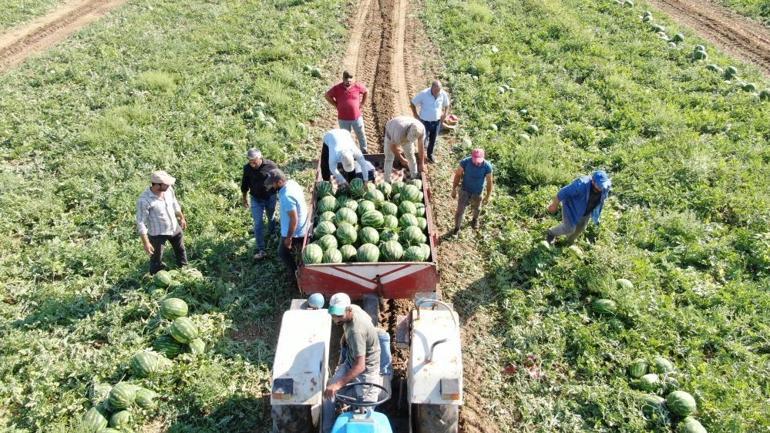 Türkiyenin gözü bu ilçede Adanadan bile daha iyi, 25 ton satıyor, sıra tarlada başlıyor
