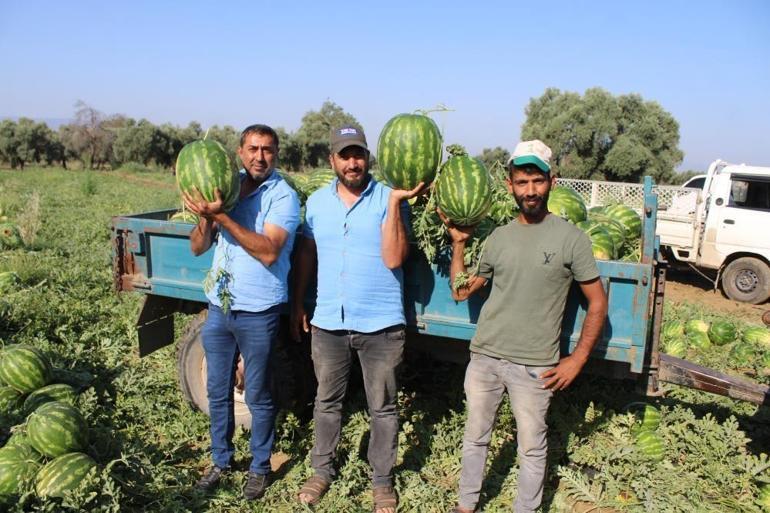Türkiyenin gözü bu ilçede Adanadan bile daha iyi, 25 ton satıyor, sıra tarlada başlıyor