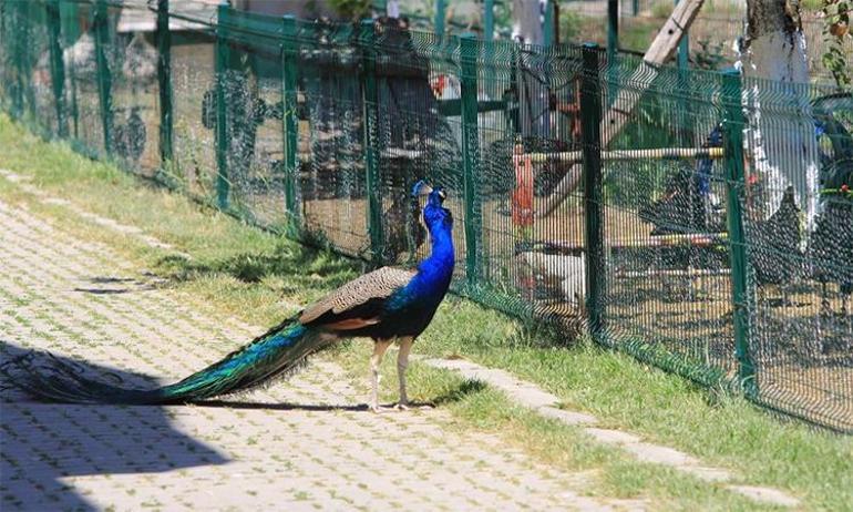 Bilgisayar mühendisliğini bıraktı, babaannesinin tarlasına tesis kurdu Şimdi paraya para demiyor