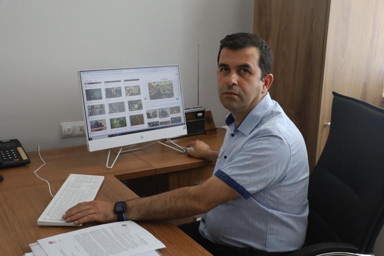 Sokak kedilerine mama vermeyin Şehirlerde fare ve yılanlar çoğaldı