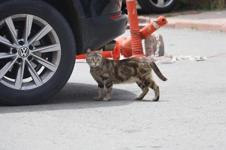 Sokak kedilerine mama vermeyin Şehirlerde fare ve yılanlar çoğaldı
