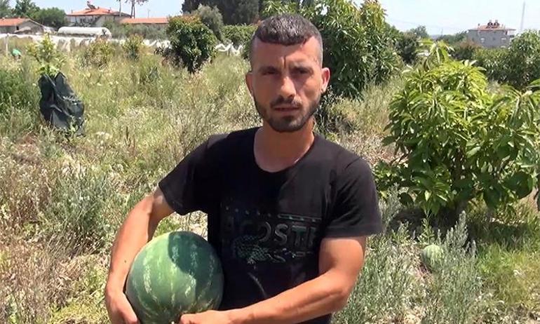 Satamayınca tarladaki karpuzları vatandaşa ücretsiz dağıttı