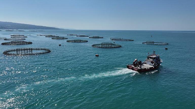 Karadenizden dünyaya ihraç ediliyor Yılın ilk 5 ayında 160 milyon dolar ülkeye girdi