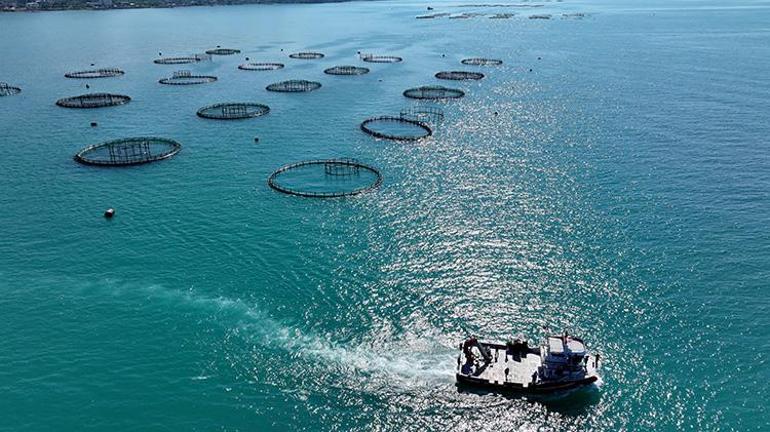 Karadenizden dünyaya ihraç ediliyor Yılın ilk 5 ayında 160 milyon dolar ülkeye girdi