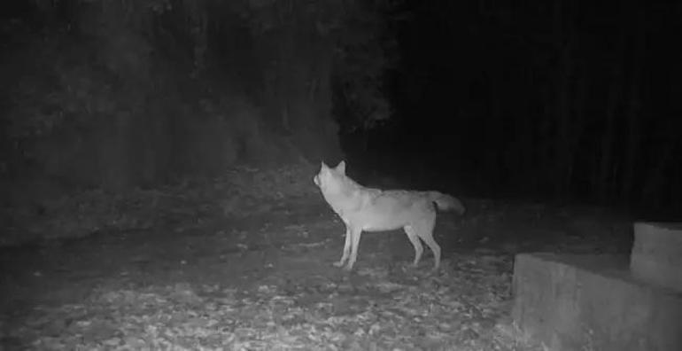 3 ayda ilk kez kameraya yakalandı: 10 fotokapan binlerce hektara kuruldu