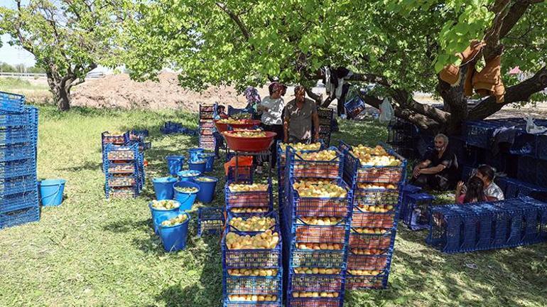 Iğdır şalağında hasat başladı Avrupa ve komşu ülkelerden büyük talep
