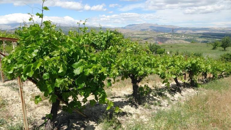 Üzümü don vurdu, onların ümidi yaprak oldu: Kilosu 350 lirayı buluyor