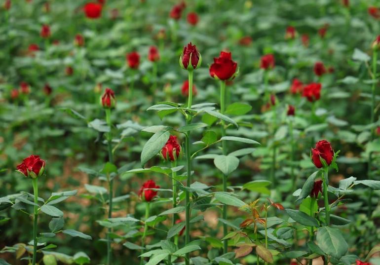 Adanalı gül üreticileri isyan etti: İthal güller piyasayı vurdu, çiftçiler güllerini tarlada bırakmak zorunda kaldı