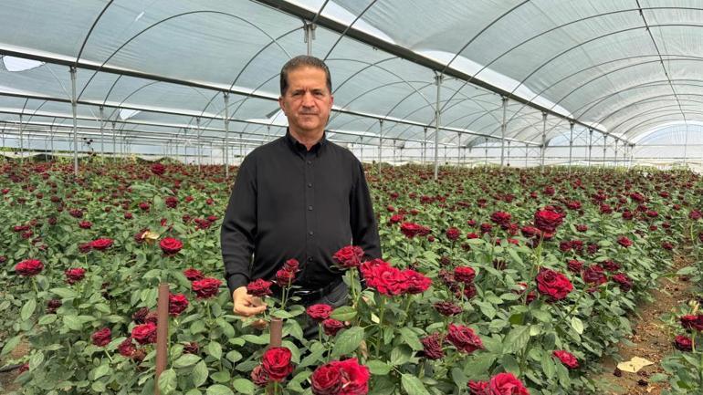 Adanalı gül üreticileri isyan etti: İthal güller piyasayı vurdu, çiftçiler güllerini tarlada bırakmak zorunda kaldı