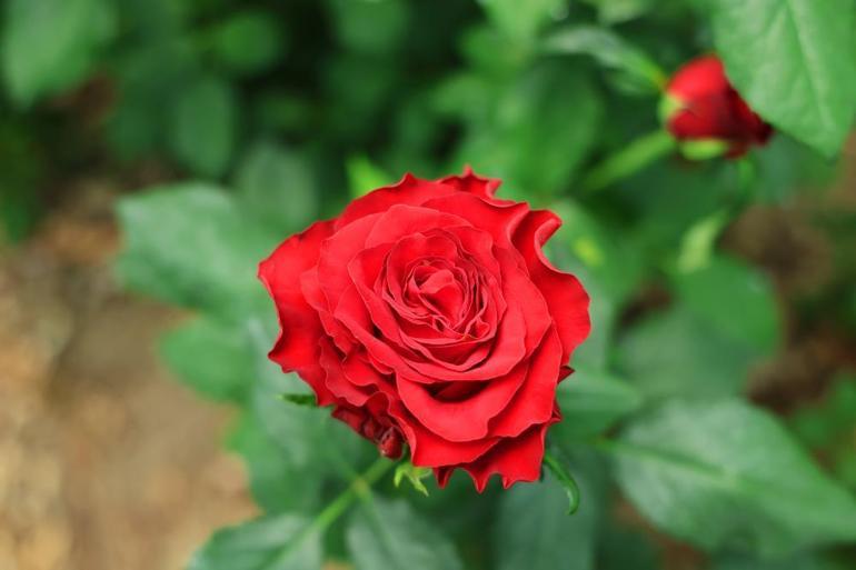 Adanalı gül üreticileri isyan etti: İthal güller piyasayı vurdu, çiftçiler güllerini tarlada bırakmak zorunda kaldı