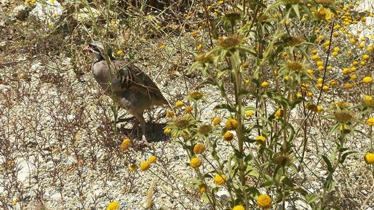 Bursada kene savaşçıları devrede Mustafakemalpaşada doğaya 100 keklik bırakıldı