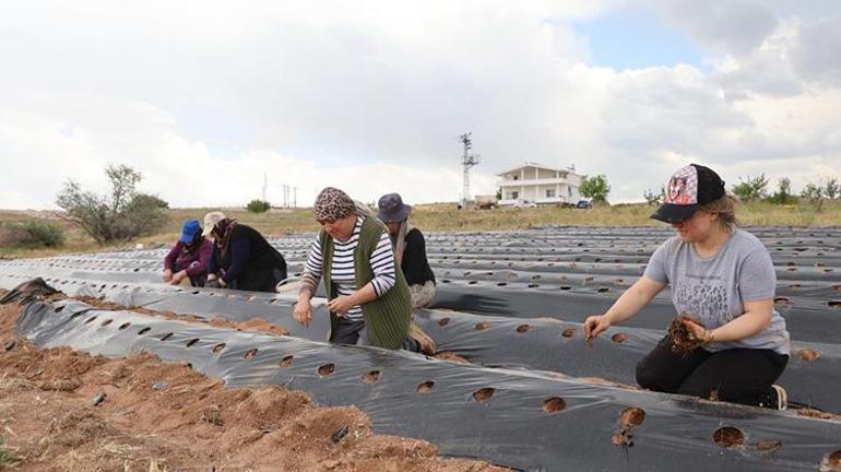 İnternetten video izleyerek öğrendi Bir avuç ürünle başladı, işini 10 kat büyüttü