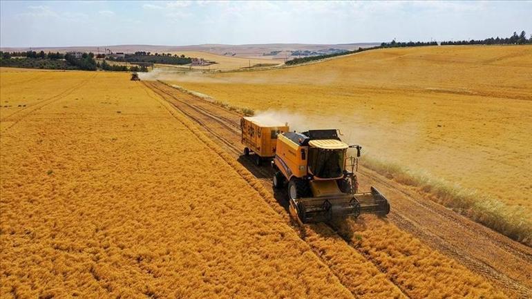 Batmanda hasadı biten kırmızı mercimeğin fiyatı belli oldu Verim düştü fiyat yükseldi