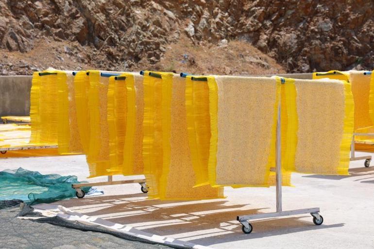 Türkiye çorbasını seviyor, Avrupa cips olarak tüketiyor Hem istihdam sağlıyor hem de ihracatı güçlendiriyor