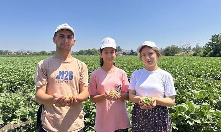 Türkiyenin üretim deposu Ve ilk hasat başladı En iyisi Osmaniyede