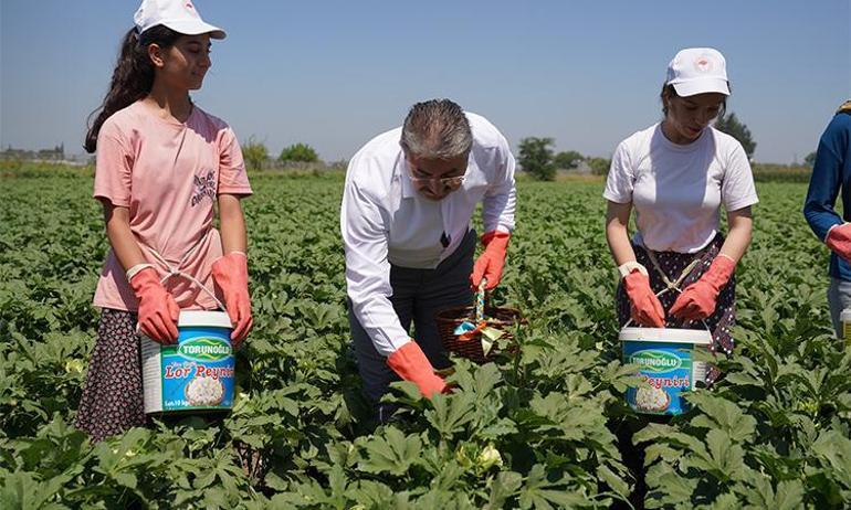 Türkiyenin üretim deposu Ve ilk hasat başladı En iyisi Osmaniyede