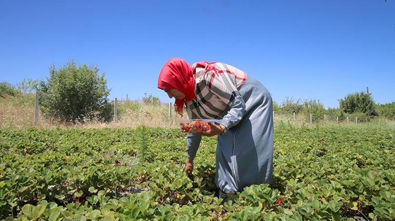 100 yıl önceki gazete kupüründe gördükten sonra harekete geçti Üretimi 25 dekara çıkardı, şimdi taleplere yetişemiyor