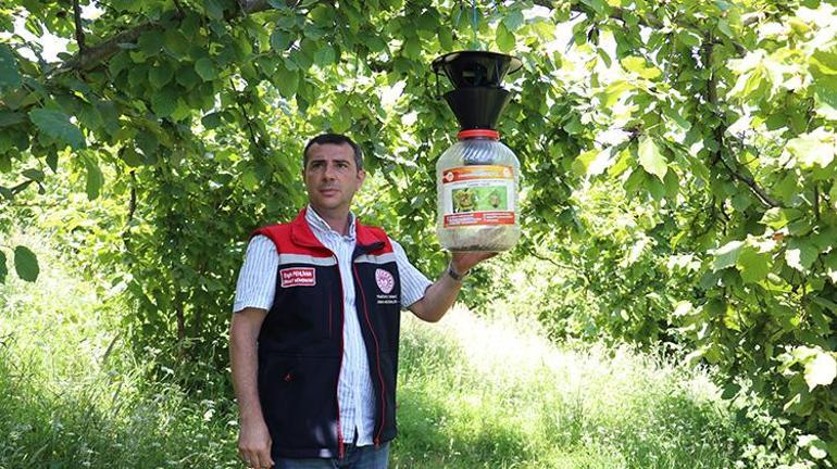 Trabzon büyük biyolojik mücadele başladı Fındıkları kahverengi kokarcadan samuray arıları koruyacak