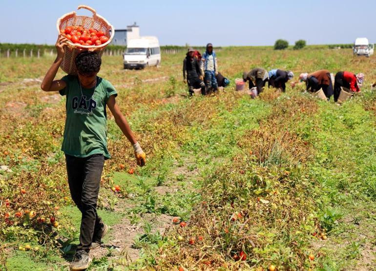 Adana, Türkiyenin üretim merkezi Hasat sonrası fiyatlar değişti, üreticiler bunu beklemiyordu