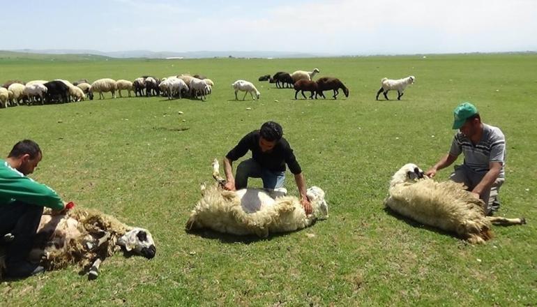 Erzincanda başladı 10 kilometre yürüyorlar, tek hareketle günde 500 tane yapıyor